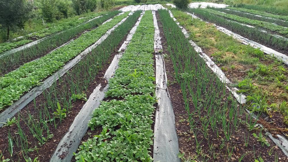 légumes bio cultivés en Vaunage