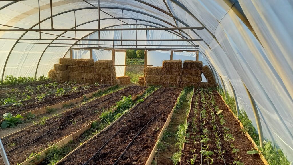 légumes bio cultivés en Vaunage, proche de nîmes