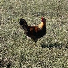 La poule aux oeufs d'or