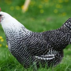 Poule Braekel